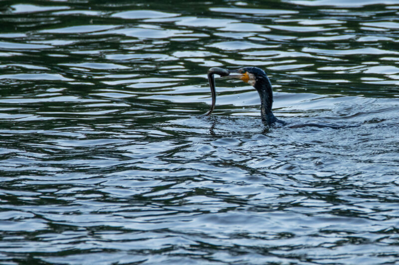 Grand Cormoran attrapant une anguille